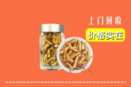株洲茶陵县回收散虫草
